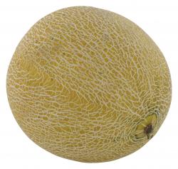 Cantaloupe Melone