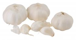 Knoblauch