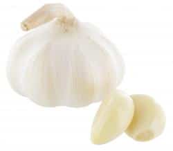 Bio Knoblauch